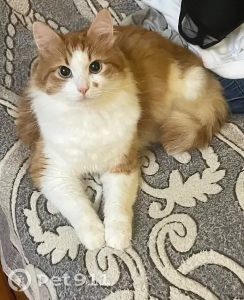 Пропал кот, улица Ударников, 53, Смоленск - пушистый с коричневым пятнышком - photo