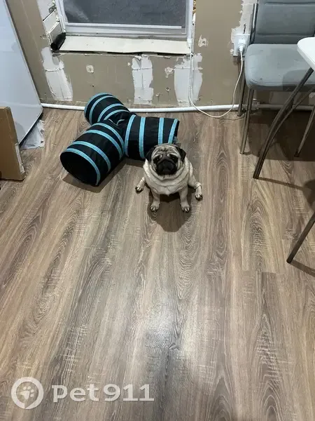 Пропал собака, «Поветлужье», Семёновский - бежевый окрас, шрам на животе - photo