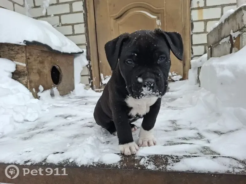 Пропал собака, Навля, Брянская область - черно белый - photo