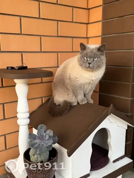 Пропал кот, Разумное, Белгородская область - британский, бело-серебристый, без ошейника - photo