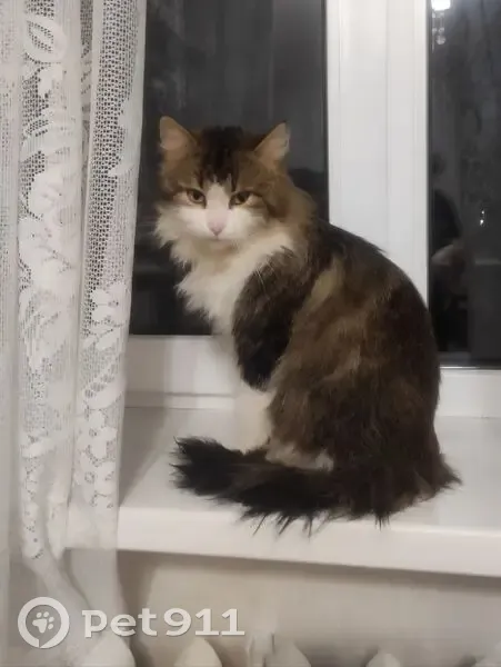 Найдена кошка, мужской, Псковская улица, 2, Великий Новгород - серый с белым окрас - photo