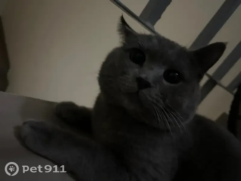 Найден кот, улица Аркадия Шипунова, 1А, Осиновая Гора - серый окрас, желтые глазки - photo