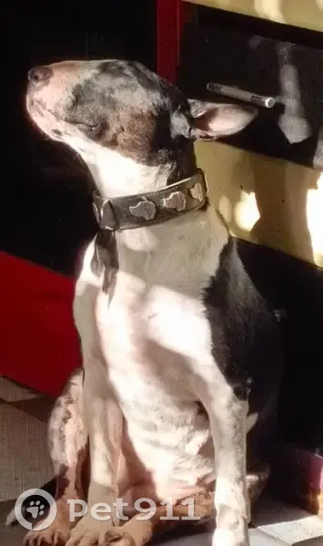 Пропала собака, женский пол, Пестенькино — Рамежки, Пестенькино - photo