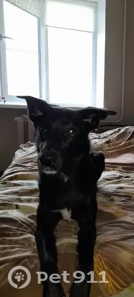 Пропала собака, Зубово, Вологодская область - убежала с остановки - photo