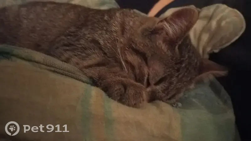 Пропал кот, Юбилейная улица, 19, Елец - серый полосатый, без ошейника - photo