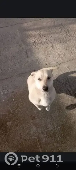 Пропал собака, мужской, Канглы, Ставропольский край - photo