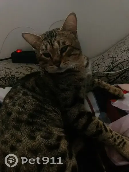 Пропал кот, улица Суворова, 126, Магнитогорск - шрам на носу - photo