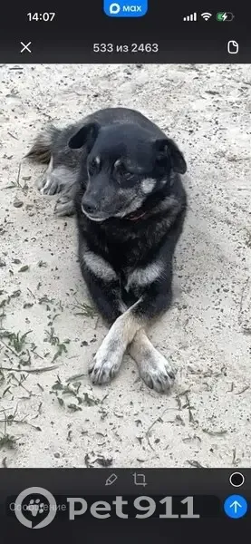 Пропала собака, Паренкина, Субботина - девочка с коричневым ошейником - photo