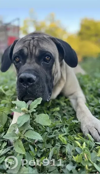 Пропал собака, мужской, Таманская улица, 237, Ейск - пострадал в пожаре - photo