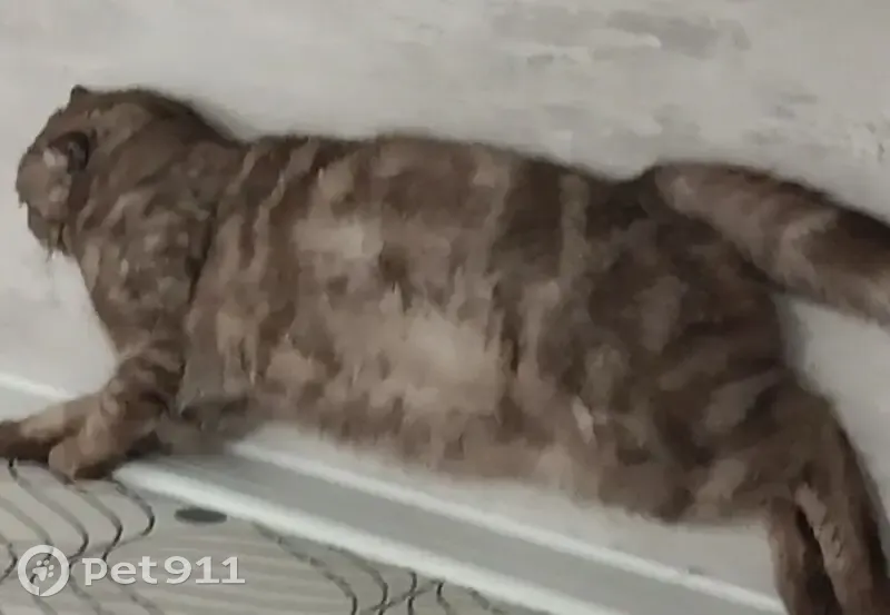 Пропал кот, улица Емлютина, 44Е, Саратов - выбежал ночью - photo