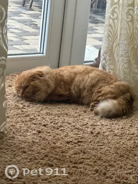 Пропал кот, Тенистая улица, 7, Ейск - рыжий, дикий - photo