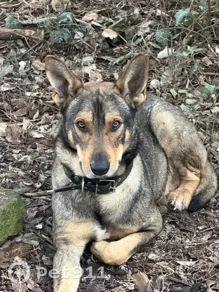 Пропала собака, Андреевка, Севастополь - пёс по кличке Рэм - photo