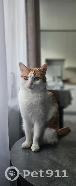 Пропал кот, улица Гарибальди, 8 к1, Москва - photo