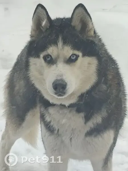 Пропала собака, Ачинская улица, 4, Томск - чёрно-белый окрас, голубые глаза - photo