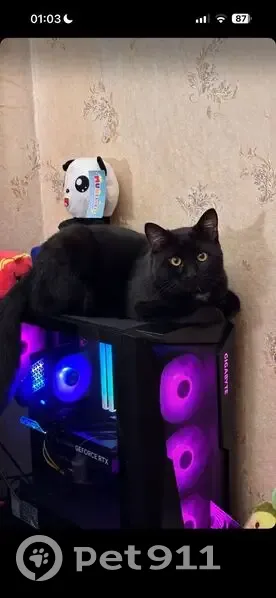 Пропал кот, Валдай, Новгородская область - черный с белыми пятнами на груди - photo