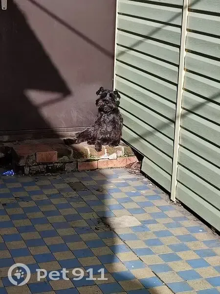 Пропала собака, Батуринская улица, 30, Ростов-на-Дону - порода цвергшнауцер - photo