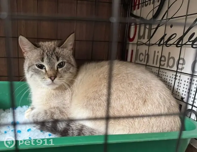 Пропала кошка, Колпинское шоссе, 49, Пушкин - похожа на сиамскую - photo