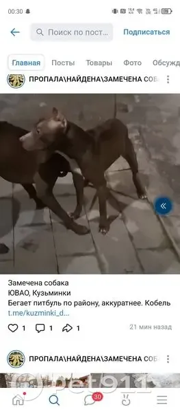 Пропал собака, Кузьминки, Москва - коричневый окрас с белым пятном - photo