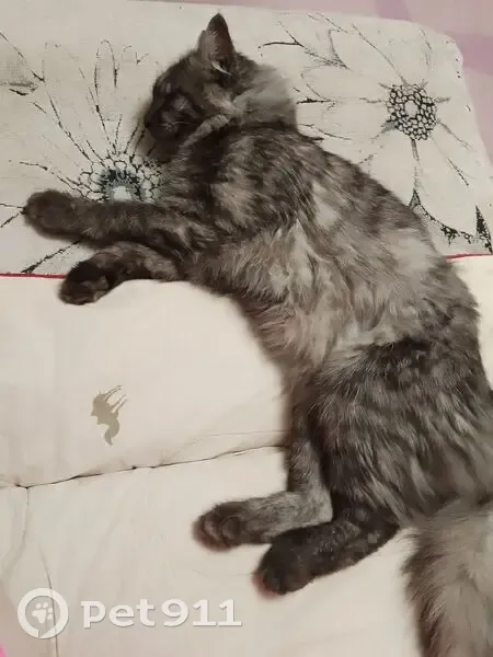 Пропал кот, Фестивальная улица, 4, Малоярославец - дымчатый, светло и темно серый - photo