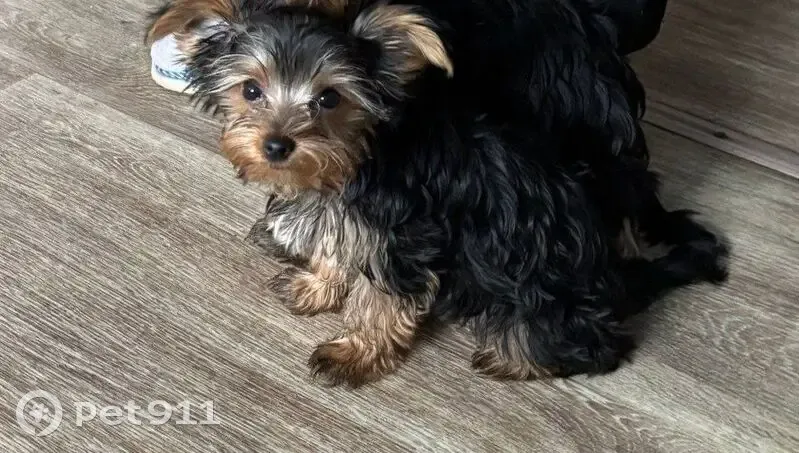 Пропал собака, улица Искры, Алешково - черненький с рыжей мордочкой - photo