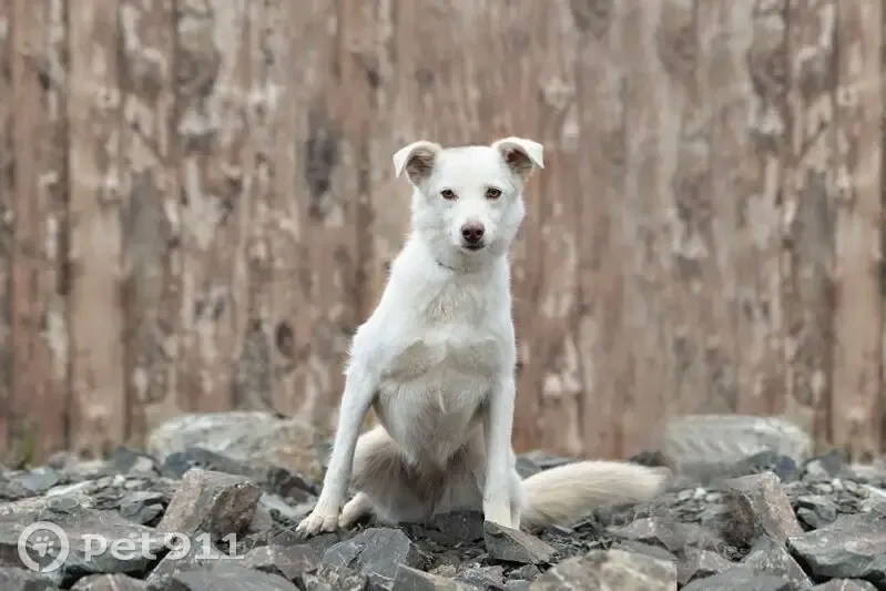 Пропала собака, женская, Береговая улица, Кемерово - белая в красном ошейнике - photo