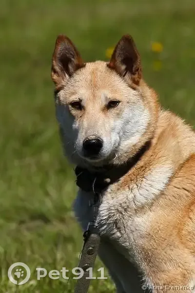 Пропала собака, Дорожная улица, 111, Казань - светлорысого окраса, порода лайка - photo