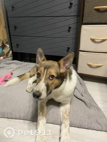 Пропала собака, женский пол, Тосненское городское поселение, Ленинградская область - убежала в лес - photo