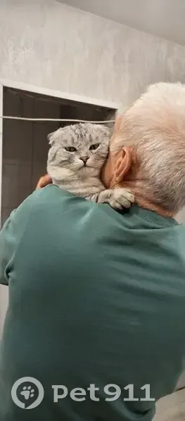 Пропал кот, 2-й Садовый переулок, Покрово-Пригородное, Тамбов - отзывается на кличку Фунтик - photo