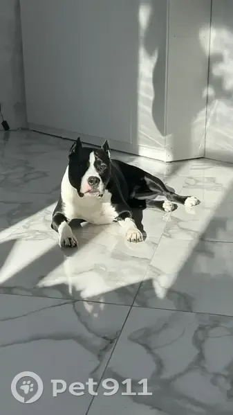 Пропал собака, черный с белым, Сафоновский район - photo