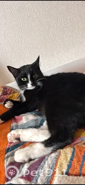 Пропала кошка, Тонкинская улица, 14, Нижний Новгород - черно-белый окрас - photo