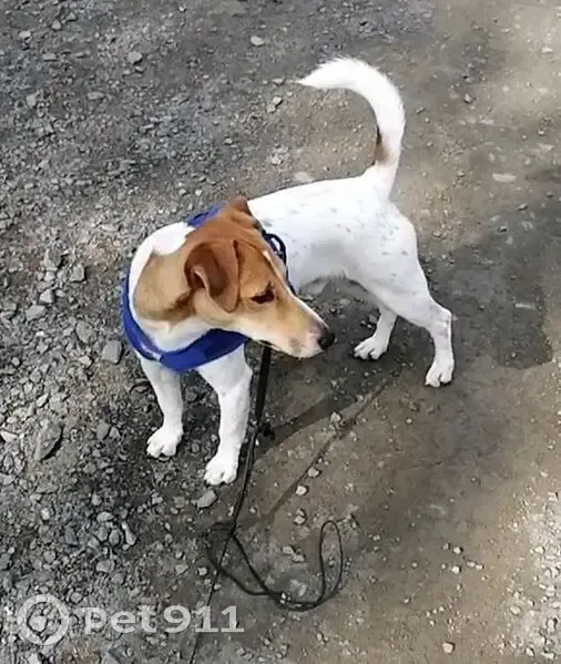 Пропал собака, Сортавальская улица, Петрозаводск - бело-рыжий окрас с пятном в виде сердца - photo
