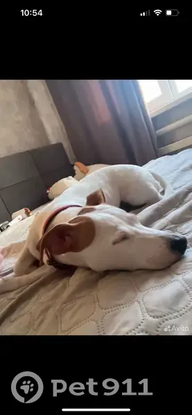 Пропала собака, проспект Стачки, 207/14, Ростов-на-Дону - белая с рыжим ушком и пятнышком - photo