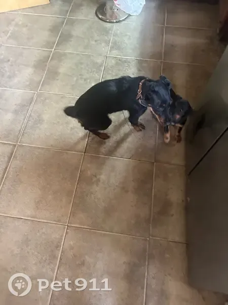 Пропал собака, мужской, городское поселение Краснослободск, Волгоградская область - ориентирована на человека, охотник - photo