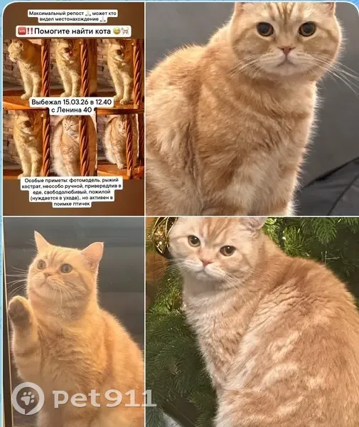 Пропал кот, улица Ленина, 40, Чебаркуль - рыжий скоттиш страйт - photo
