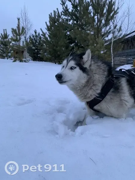 Пропал собака, мужской, Озёрная улица, Минино - Хаски с разными глазами - photo