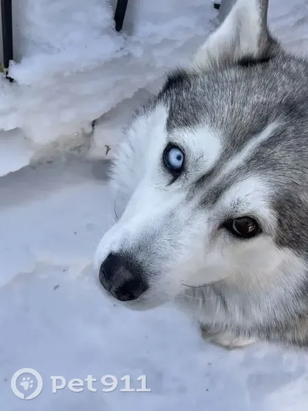 Пропала собака, Йошкар-Ола, Марий Эл - кожаный коричневый ошейник - photo