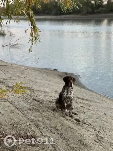 Пропала собака, Степная улица, 259, Елизаветинская - порода курцхаар - photo