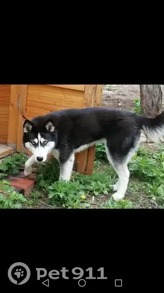 Пропала собака, Заречная улица, 12, Тула - порода хаски, кличка Джесси - photo