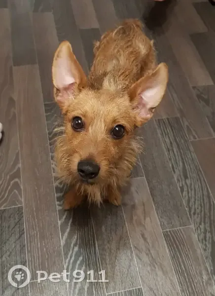 Пропал собака, улица Пархоменко, 2, Волжский - рыжий, лохматенький - photo