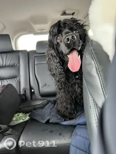 Пропал собака, городской округ Сургут, Сургут - черный спаниель, дружелюбный - photo