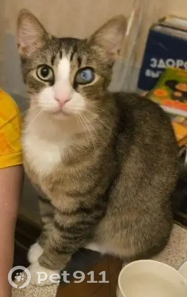 Пропал кот, проспект Луначарского, 19 к1, Санкт-Петербург - левый глаз с бельмом - photo