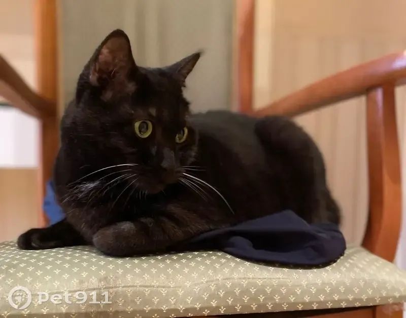 Пропал кот, улица Ленина, 70, Анапа - чёрный с белым пятнышком - photo