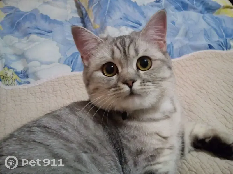 Пропала кошка, Рабочая улица, 31, Луховка - скоттиш страйт, светло-серый табби - photo