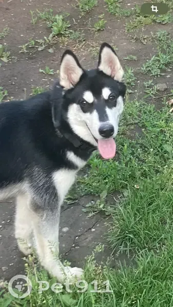 Пропал собака, Сокурский тракт, Саратов - черно-белый окрас, хромает - photo