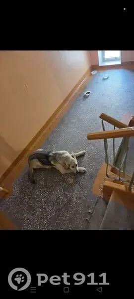 Найдена собака, женский пол, улица Мате Залки, 24, Красноярск - photo