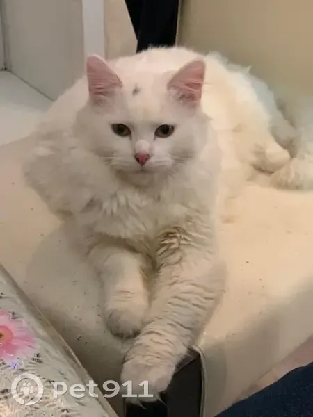 Пропала кошка, Московская улица, 5, Кашира - белая с чёрным пятнышком - photo