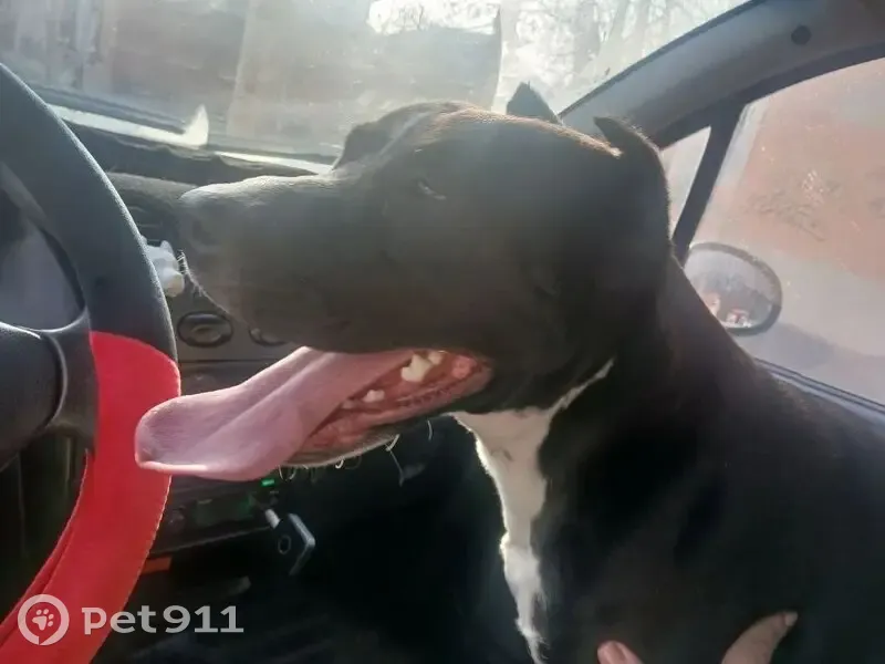 Пропала собака женского пола, Конституционная улица, 68, Ростов-на-Дону - photo