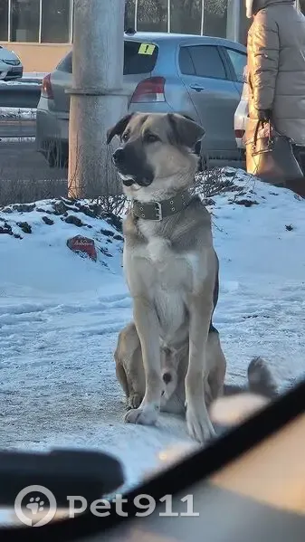 Найден собака, улица Шахтёров, Красноярск - мальчик в зелёном ошейнике - photo