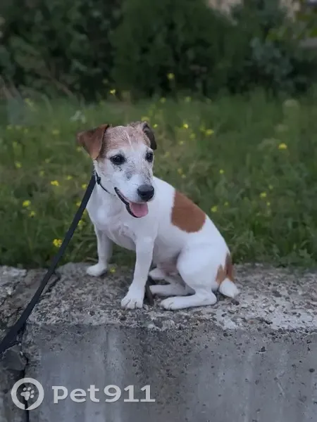 Пропал собака, мужской, улица Бетанкура, Нижний Новгород - очень старенький, без ошейника - photo