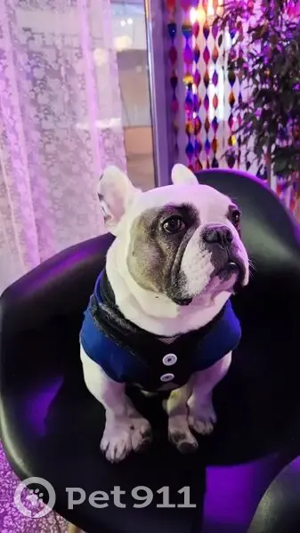 Пропал собака, улица Дзержинского, 31, Белгород - французский бульдог, белый с тёмными пятнами - photo